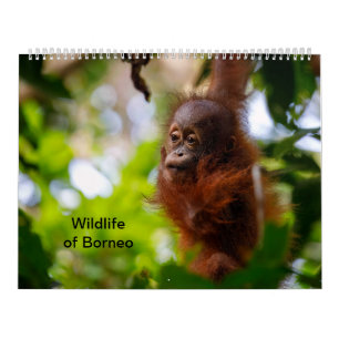 Calendrier Faune de Bornéo