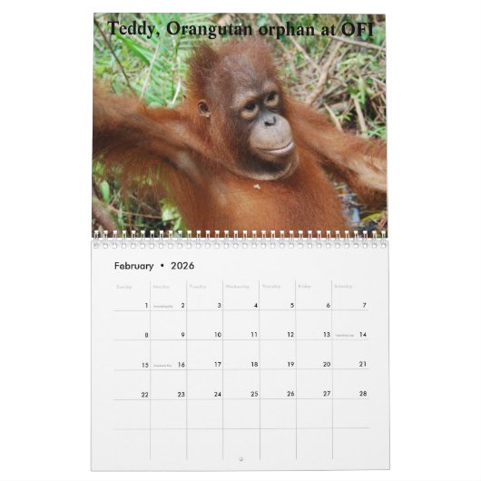 Calendrier Faune de forêt tropicale d'orangs-outans (Feb 2026)