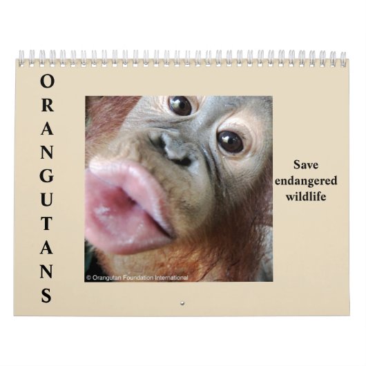 Calendrier Faune de forêt tropicale d'orangs-outans (Protection)