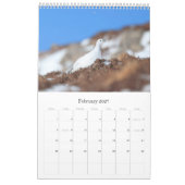 Calendrier Faune écossaise, sauvage et libre (Feb 2027)