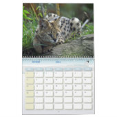 Calendrier Félins (Feb 2026)