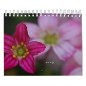 Calendrier Fleurs roses du jardin (Protection)