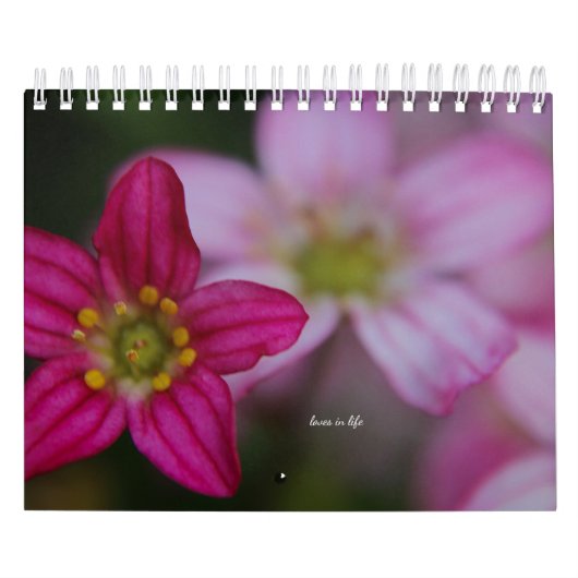 Calendrier Fleurs roses du jardin (Protection)
