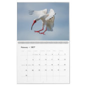 Calendrier Florida Water Birds Calendar 2023-2024 (Feb 2027)