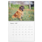 Calendrier Fluffies géantes (Feb 2027)