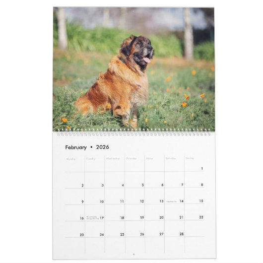 Calendrier Fluffies géantes (Feb 2026)