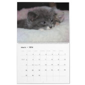 CALENDRIER FOSTERING KITTENS IS THE BEST (Mar 2026)