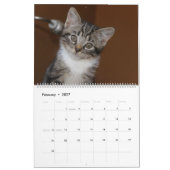 CALENDRIER FOSTERING KITTENS IS THE BEST (Feb 2027)
