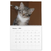 CALENDRIER FOSTERING KITTENS IS THE BEST (Feb 2026)