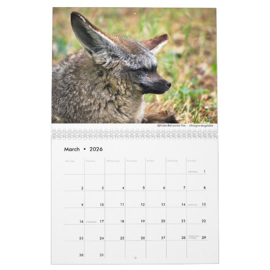 Calendrier Foxes 2021 par Chris Milligan (Mar 2026)