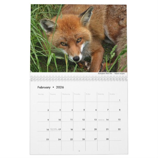 Calendrier Foxes 2021 par Chris Milligan (Feb 2026)