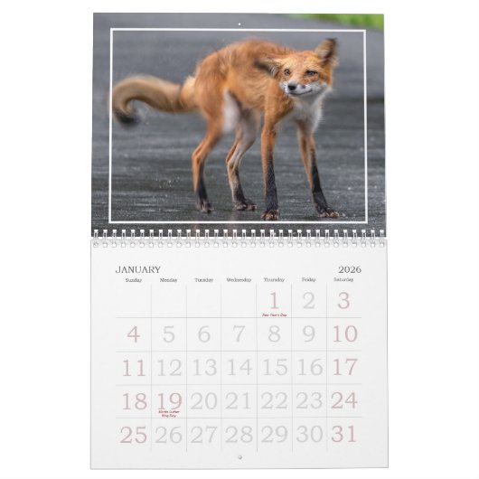 Calendrier Foxes Are Fun Calendar (Jan 2026)