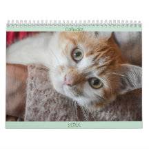 Calendrier Français et USA Cute Beautiful Cats