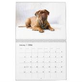 Calendrier Français Mastiff Dogue de Bordeaux Calendar (Jan 2026)