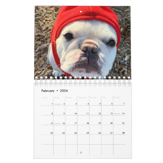 Calendrier French Bulldog Calendar-Fredrick la Cale française (Feb 2026)