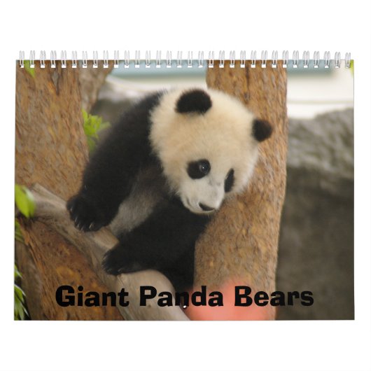 Calendrier géant d'ours panda, ours panda géants (Protection)