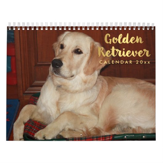 Calendrier Golden Retriever 2026 (Protection)