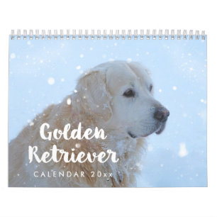 Calendrier Golden Retriever 2026 mensuel