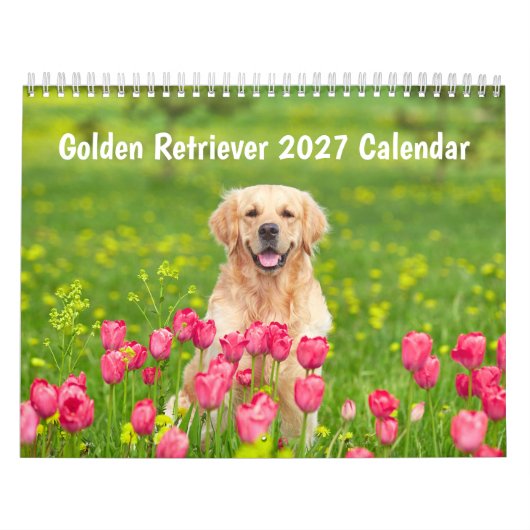 Calendrier Golden retriever 2027 (Protection)