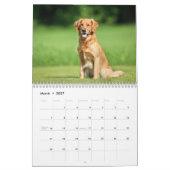 Calendrier Golden retriever 2027 (Mar 2027)