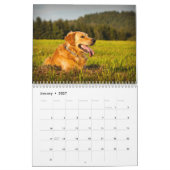 Calendrier Golden retriever 2027 (Jan 2027)