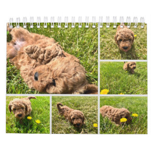 Calendrier Goldendoodle Puppy 2024
