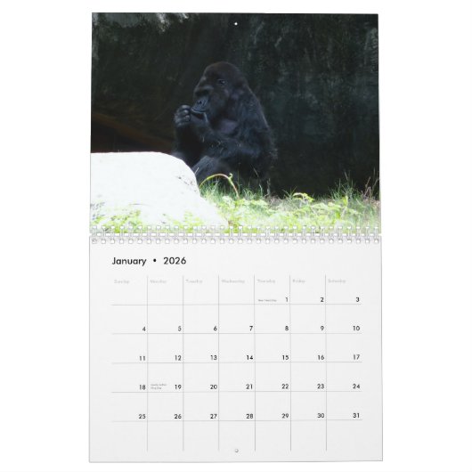 Calendrier Gorilla 2019 (Jan 2026)