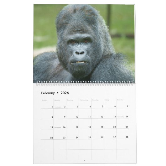 Calendrier Gorilla 2026 (Feb 2026)
