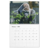 Calendrier Gorilla 2026 (Feb 2026)