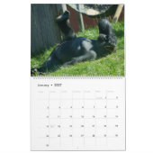 Calendrier Gorilla 2026 (Jan 2027)