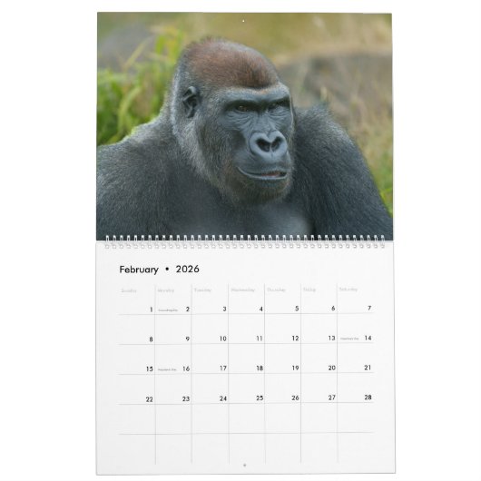 Calendrier Gorille Blackback 2026 (Feb 2026)