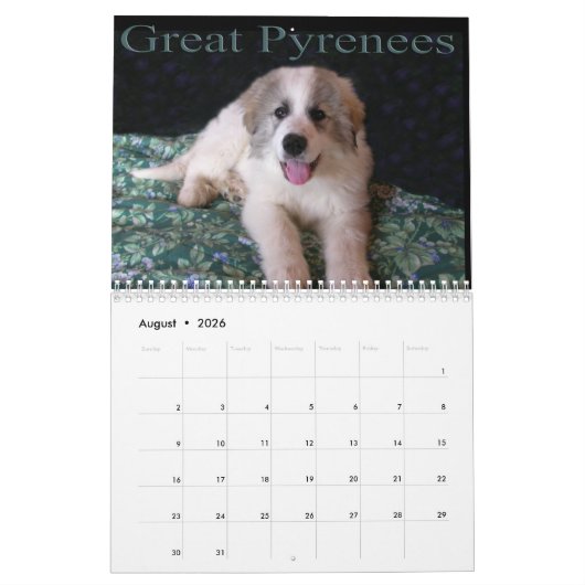 Calendrier Great Pyrenees Puppy Calendar (Aug 2026)