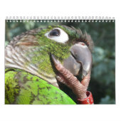 Calendrier Green Cheek Conure Parrot 2021 (Protection)