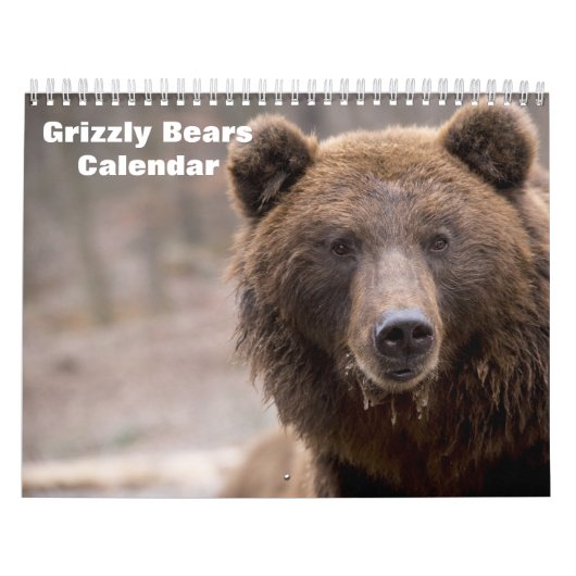 Calendrier Grizzly Bears 2025 (Protection)