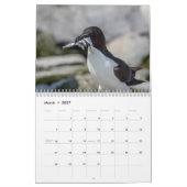 Calendrier Guillemot à bec noir 2026 (Mar 2027)