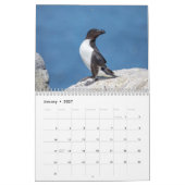 Calendrier Guillemot à bec noir 2026 (Jan 2027)