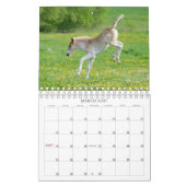 Calendrier Haflinger Foals - petite taille (Mar 2027)