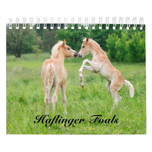 Calendrier Haflinger Foals - petite taille (Protection)
