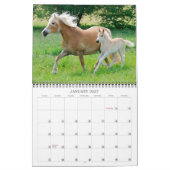 Calendrier Haflinger Foies - taille moyenne (Jan 2027)