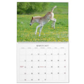Calendrier Haflinger pouline la taille 2017 grande (Mar 2027)