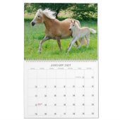 Calendrier Haflinger pouline la taille 2017 grande (Jan 2027)