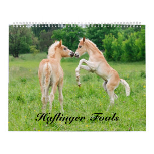 Calendrier Haflinger pouline la taille 2017 grande