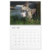 Calendrier HAMbWG Chats et chatons extérieurs (Mar 2026)