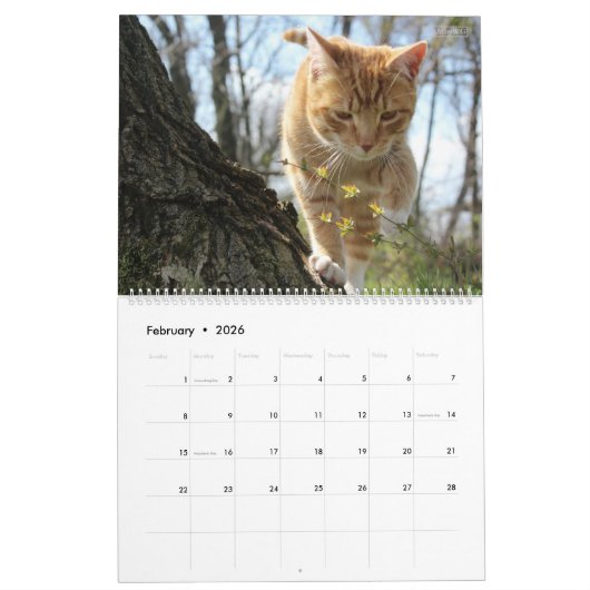Calendrier HAMbWG Chats et chatons extérieurs (Feb 2026)