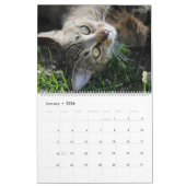 Calendrier HAMbWG Chats et chatons extérieurs (Jan 2026)