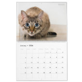 Calendrier HAMbyWG 2020 Kitty-Cats (Jan 2026)