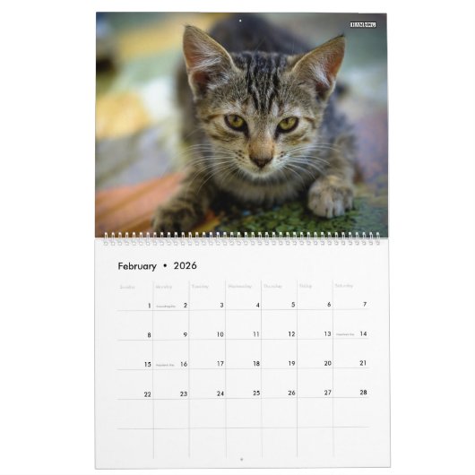 Calendrier HAMbyWG- Portrait d'un chaton (Feb 2026)