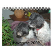 Calendrier Havanese 2009 (Protection)