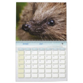 Calendrier Hérissons, Hedgehog (Feb 2027)
