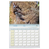 Calendrier Hérissons, Hedgehog (Jan 2026)